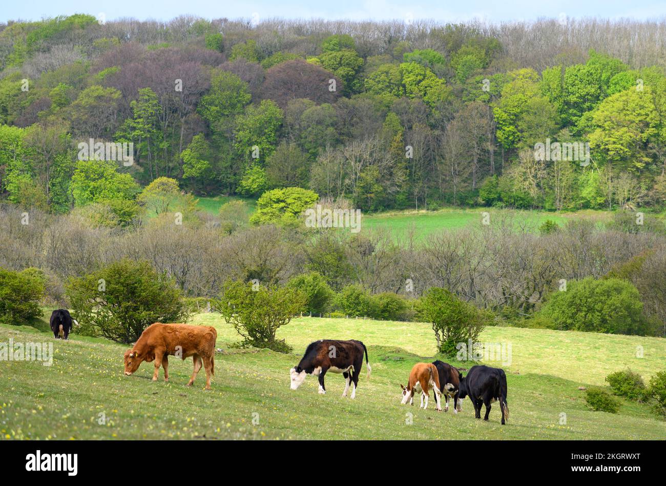 Cattle grazing in the English countryside. Stock Photo