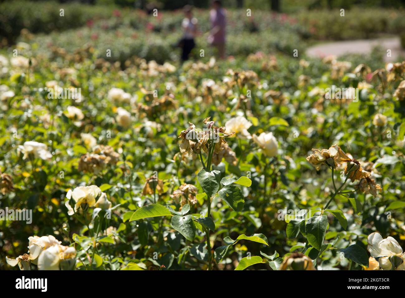 Pedestrians walk past dried-up roses in a parched Regent’s Park in ...