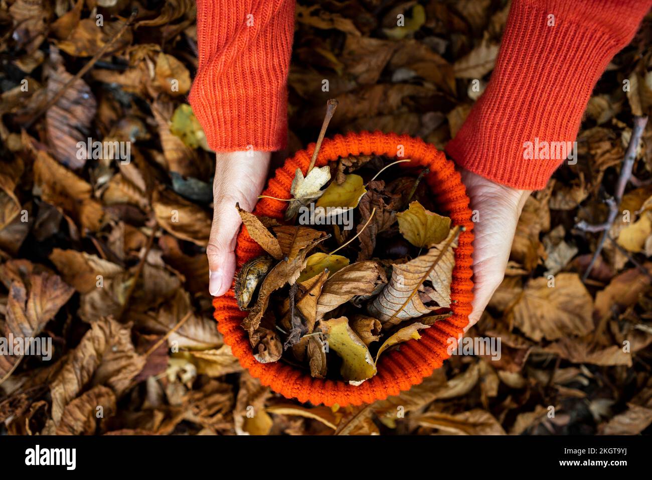 Woman collecting autumn leaves in knit hat Stock Photo