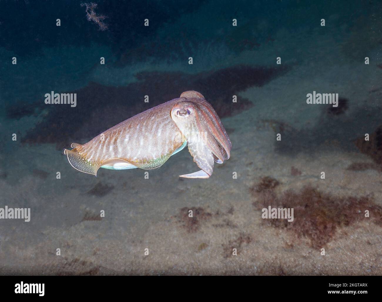 Undersea view of European common cuttlefish (Sepia officinalis) Stock Photo