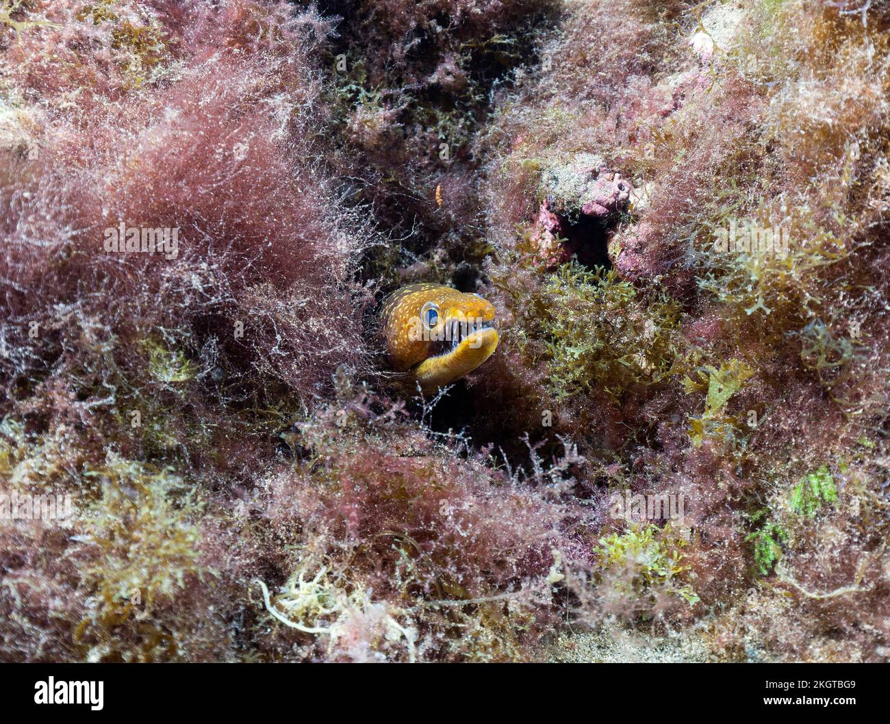 Undersea view of fangtooth moray (Enchelycore anatina) looking straight at camera Stock Photo