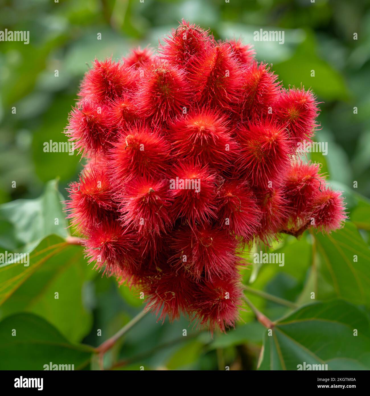 Closeup view of bright red fruits or seedpods of bixa orellana aka achiote or lipstick tree isolated outdoors on green natural background Stock Photo
