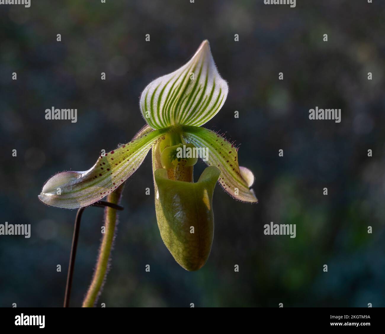 Closeup view of backlit green, white and purple flower of lady slipper orchid species paphiopedilum schoseri or bacanum isolated on natural background Stock Photo