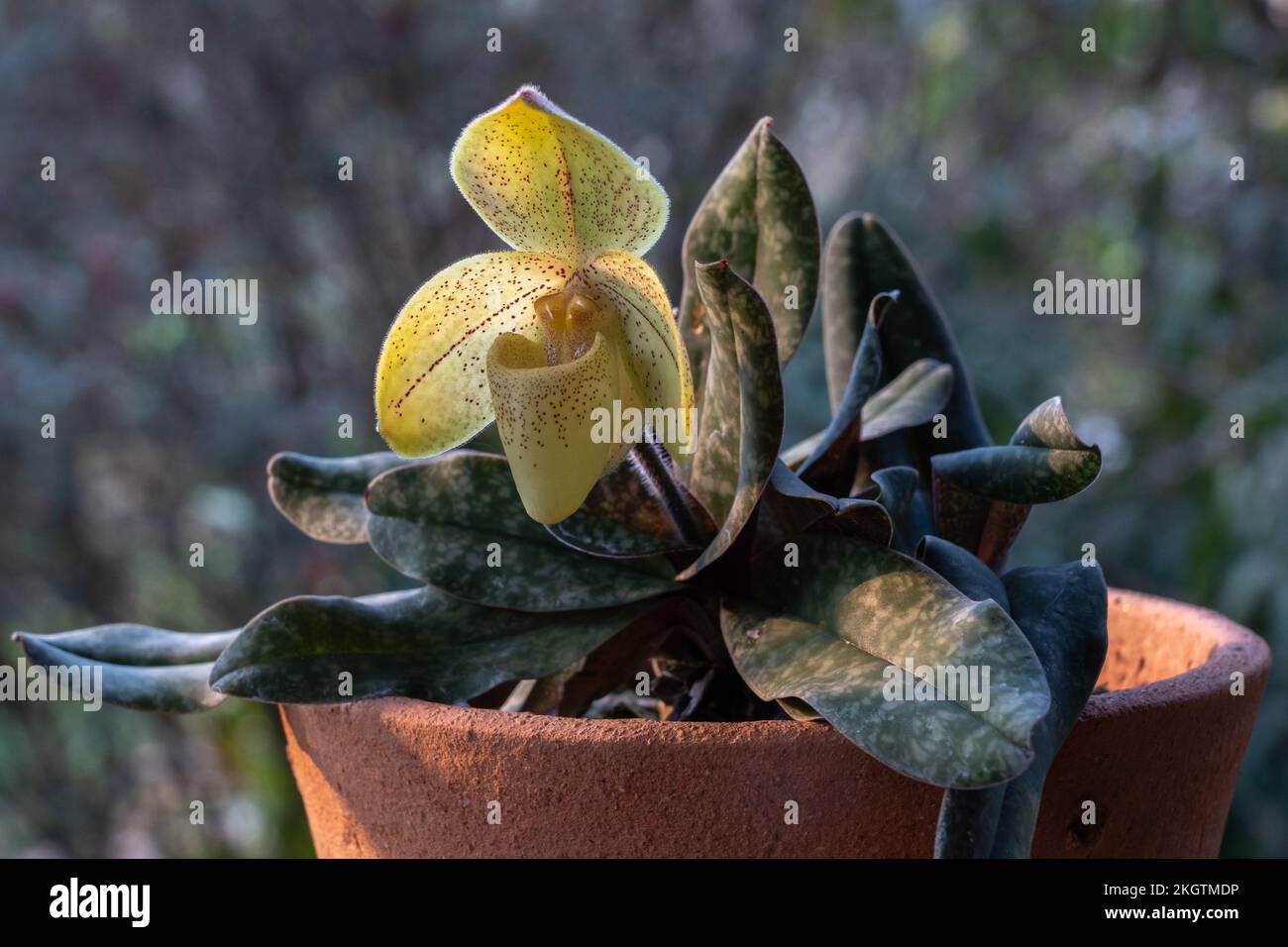 Closeup view of lady slipper orchid paphiopedilum concolor striatum (species) in clay pot with bright yellow flower in sunlight on natural background Stock Photo