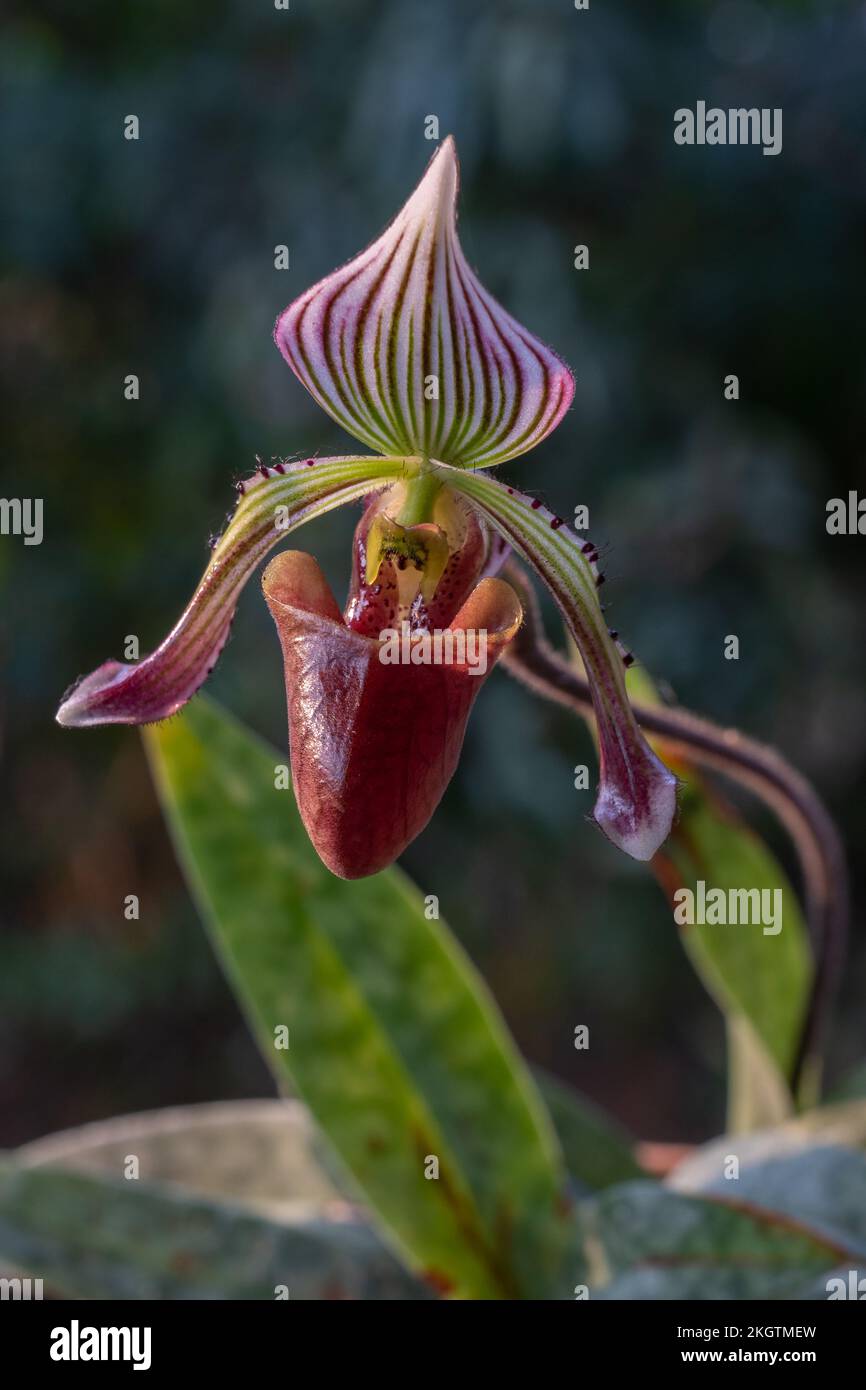 Closeup view of purple, white and green lady slipper orchid flower paphiopedilum fowliei (species) with leaves isolated outdoors on natural background Stock Photo