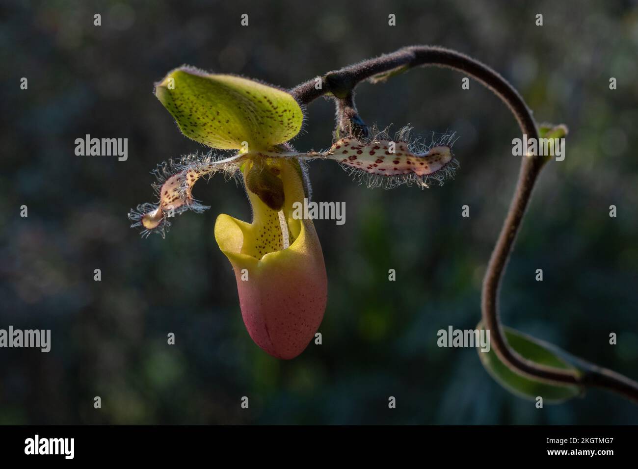 Closeup view of yellow green and purple pink lady slipper orchid species paphiopedilum moquetteanum flower in sunlight isolated on natural background Stock Photo