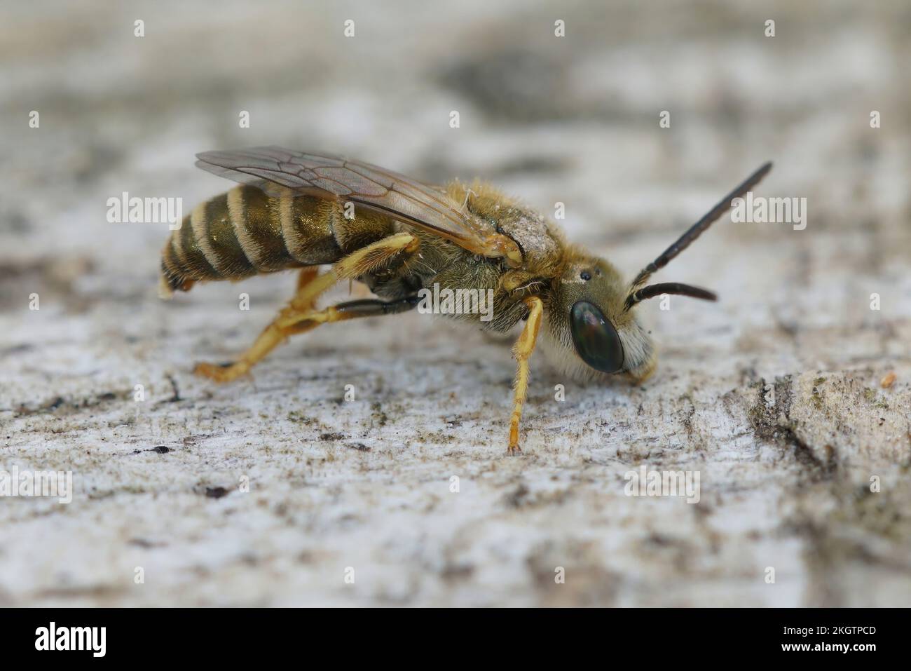 Detailed closeup on a male small golden furrow bee, Halictus subauratus, Stock Photo