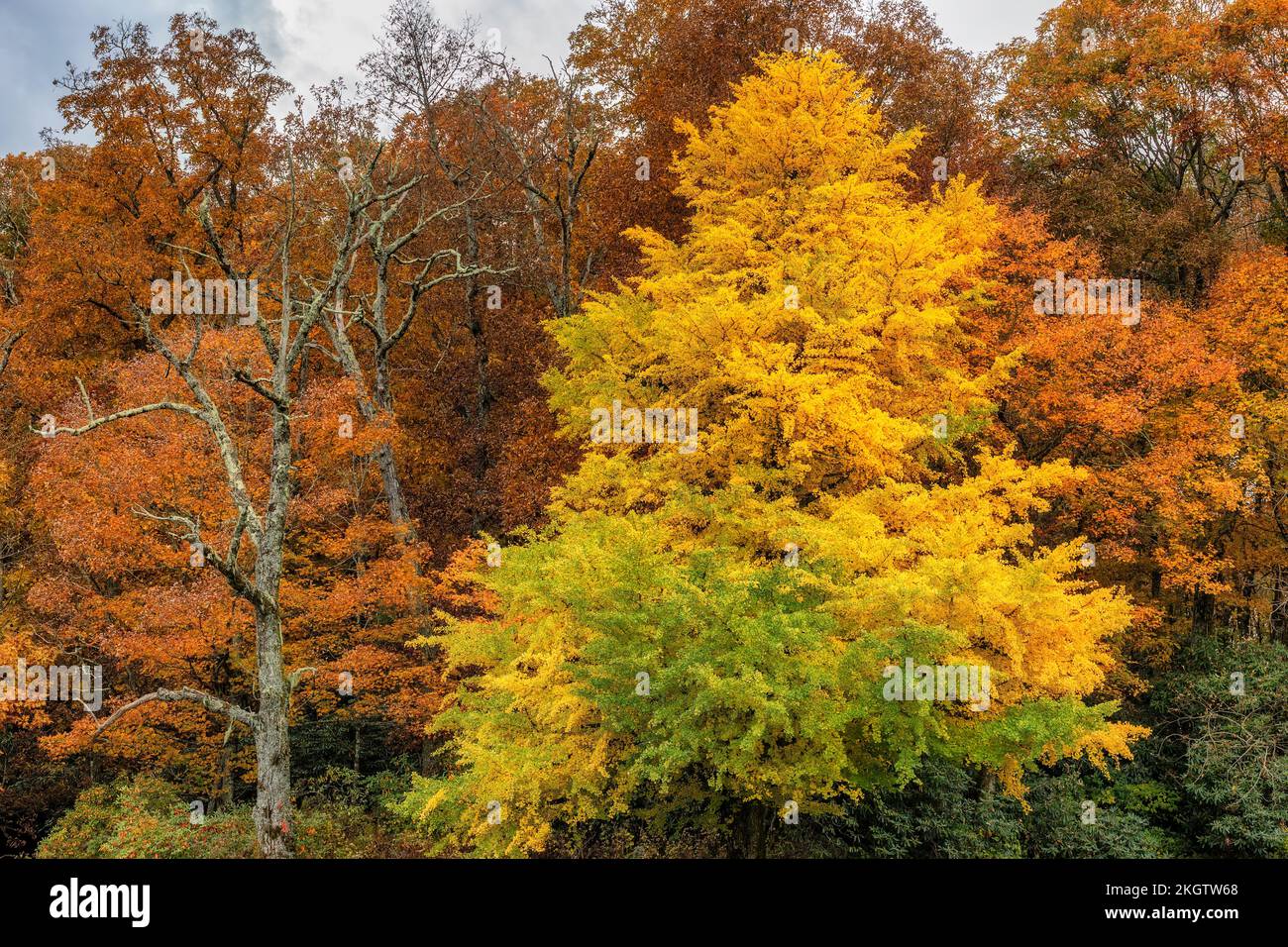 Different colors of autumn leaves on trees under cloudy skies along North Carolina's Blue Ridge Parkway. Stock Photo