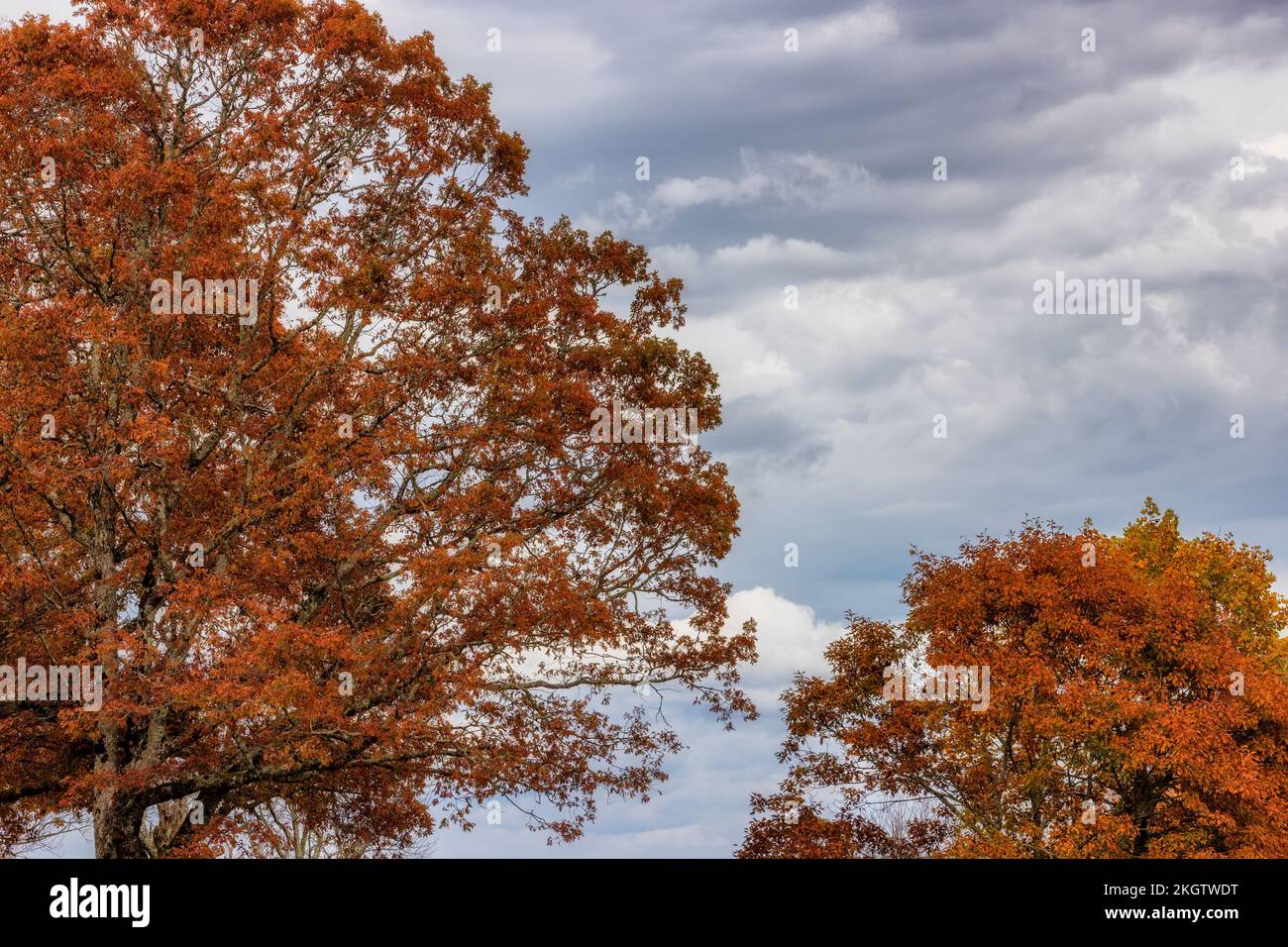 Autumn leaves on trees under cloudy skies along the North Carolina Blue Ridge Parkway. Stock Photo