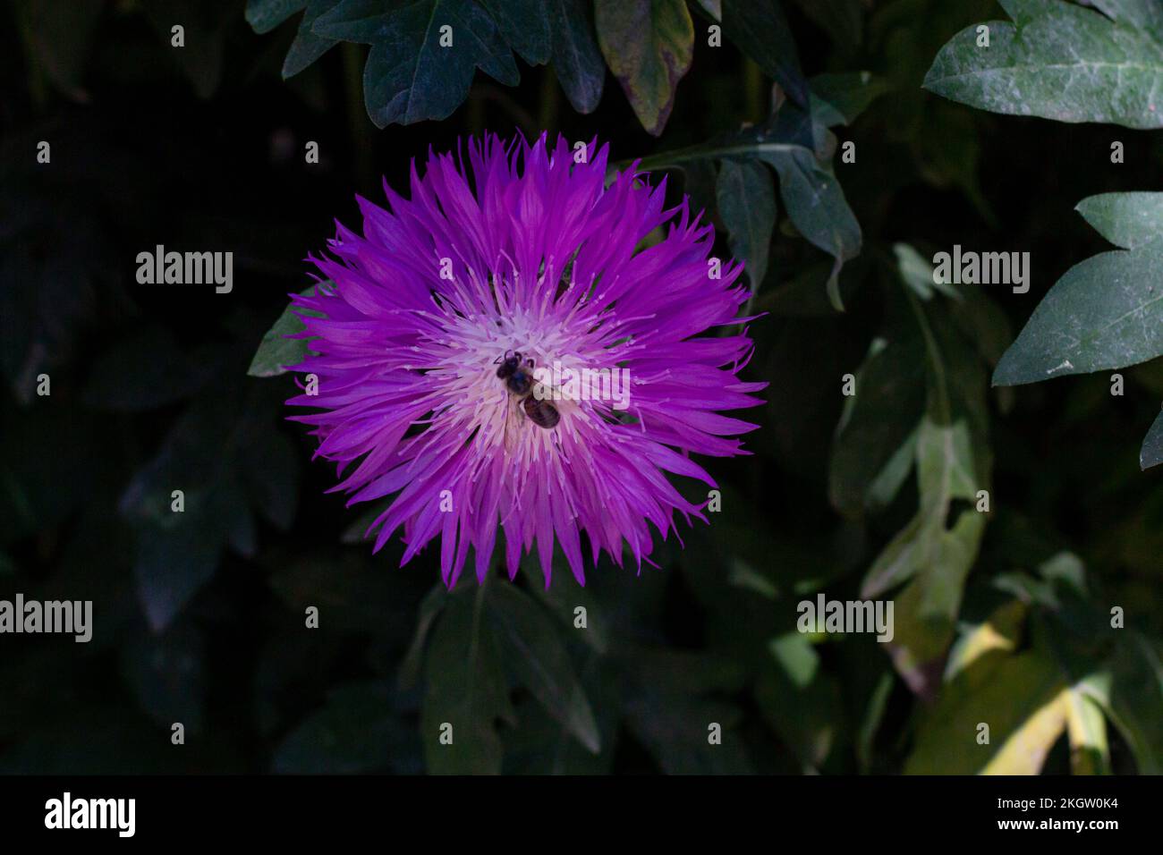 Close-up of a beautiful lilac cornflower in the sun with Stock Photo