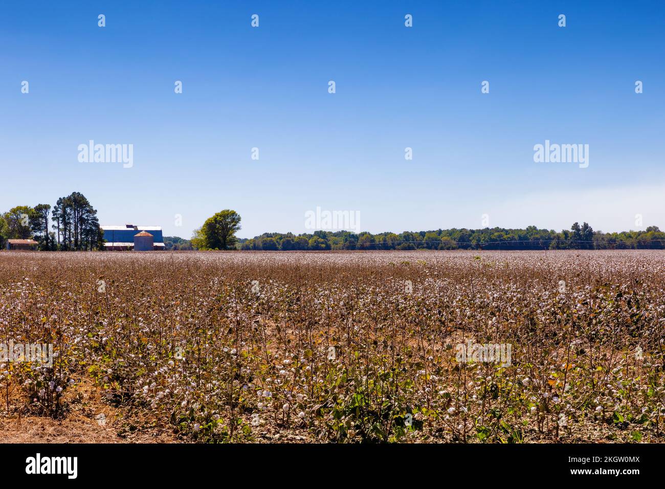 Cotton fields waiting to be harvested in rural Arkansas, USA Stock Photo