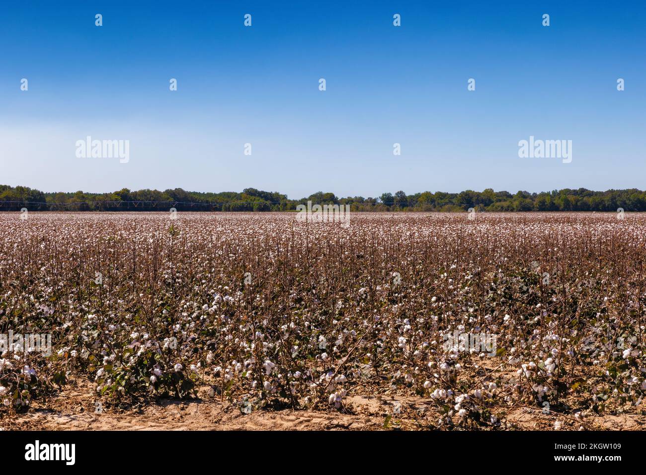 Cotton fields waiting to be harvested in rural Arkansas, USA Stock Photo