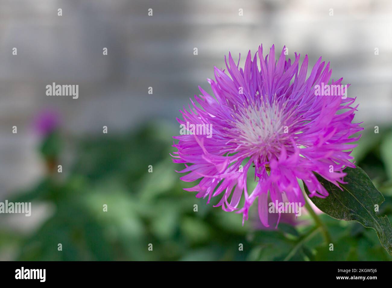 Close-up of a beautiful lilac cornflower in the sun, beautiful background for design Stock Photo