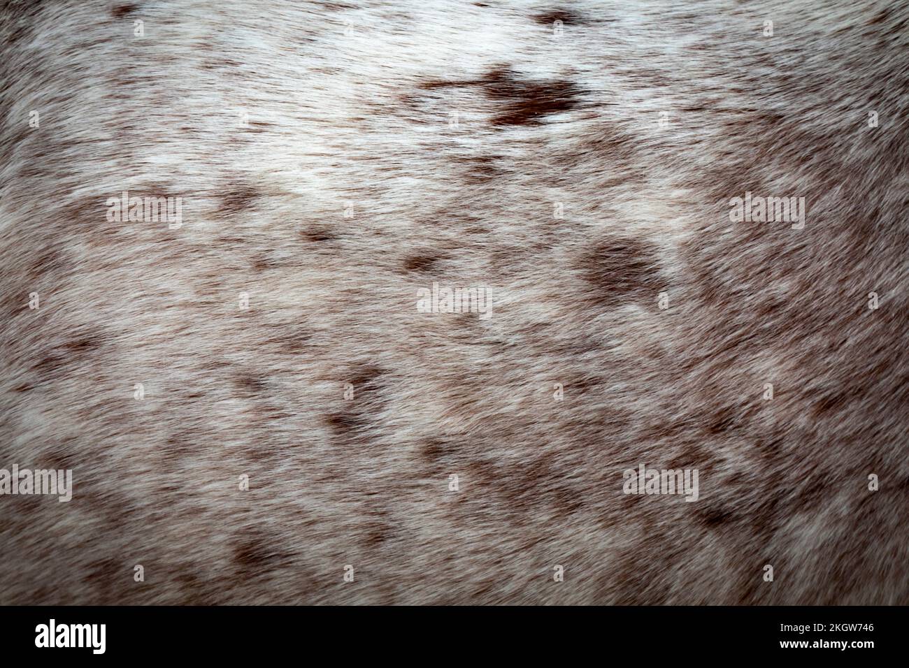 Horse fur (skin) pattern Stock Photo
