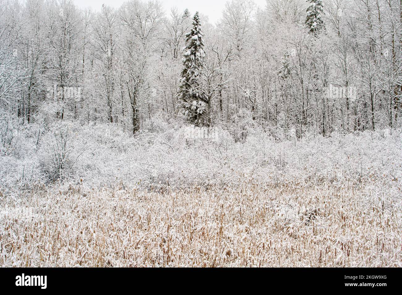 Marsh vegetation in early snow, Greater Sudbury, Ontario, Canada Stock Photo