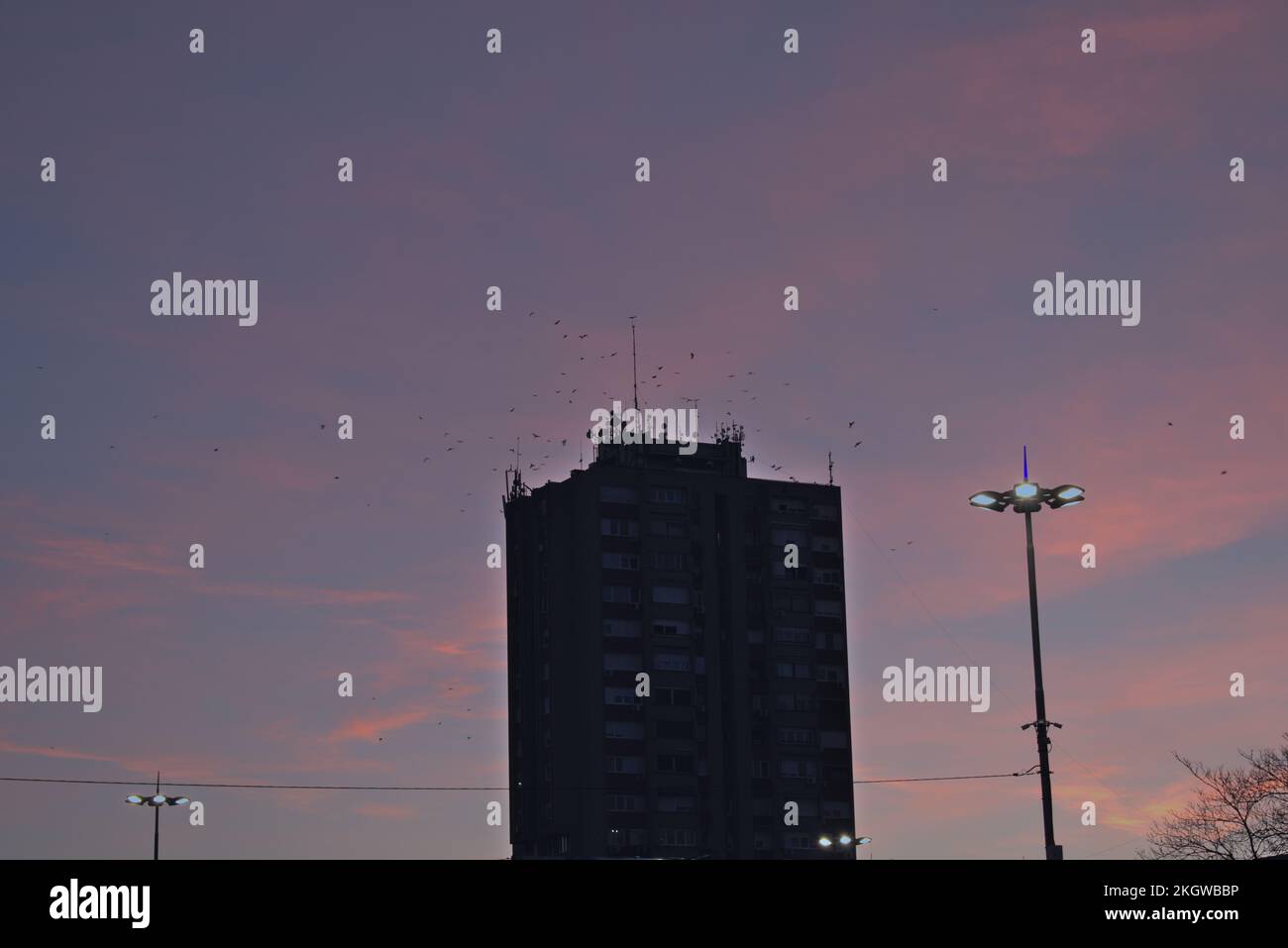 Birds flying over skyscraper in the early morning Stock Photo