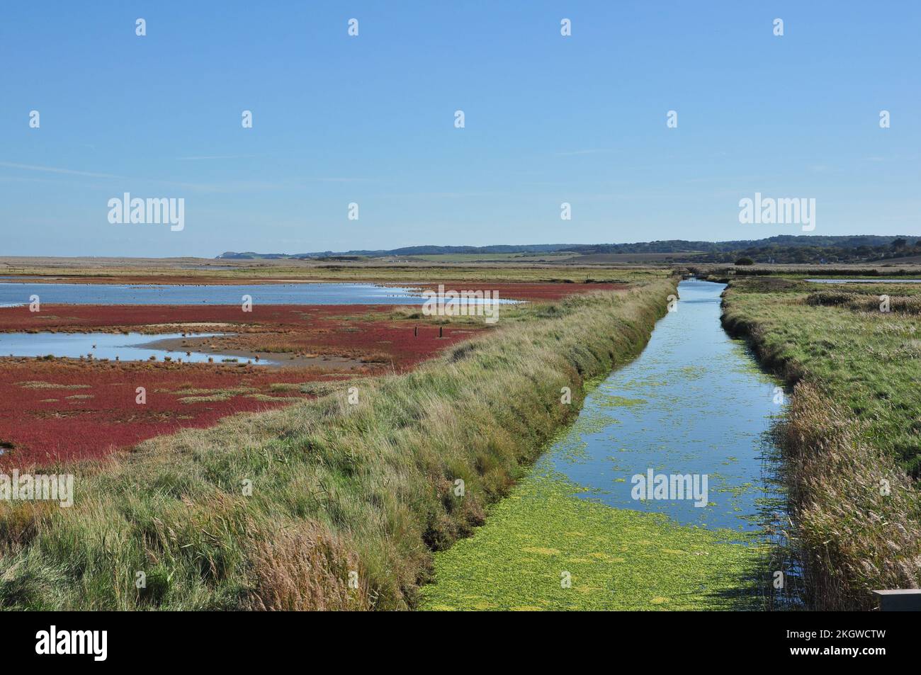 Drainage dyke and the red autumn seed colour of Common Glasswort (Salicornia europaea) in the salt marshes of Cley next the Sea, Norfolk, England, UK Stock Photo