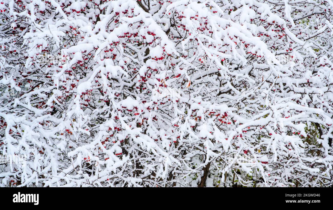 Red berries and early snow, Greater Sudbury, Ontario, Canada Stock Photo