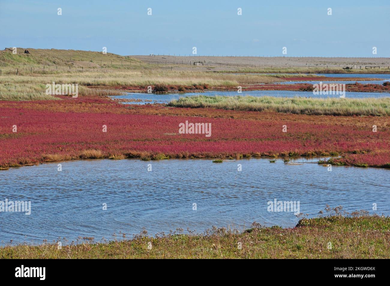 The red autumn seed colour of Common Glasswort (Salicornia europaea) in the salt marshes of Cley next the Sea, Norfolk, England, UK Stock Photo