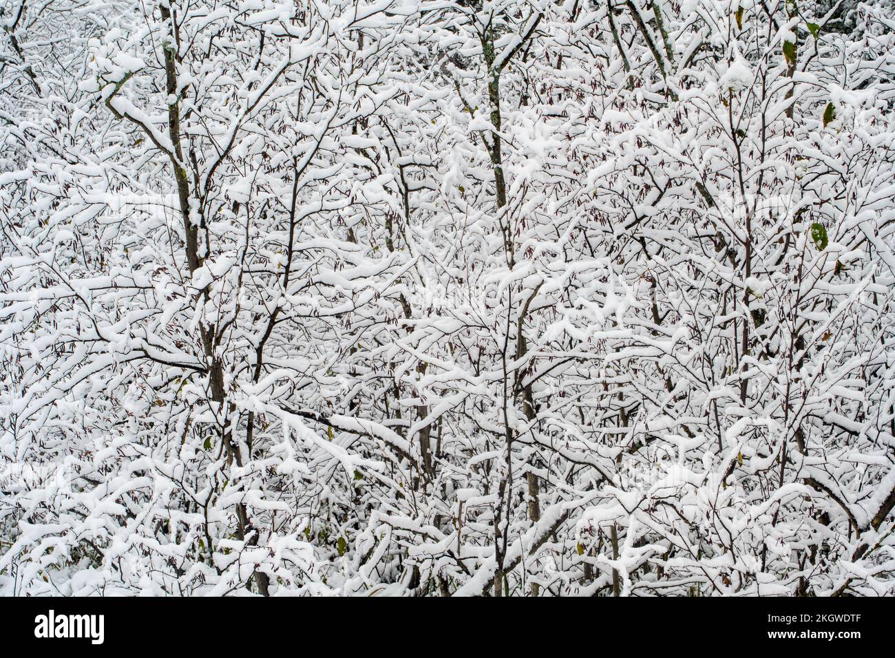 Cattail marsh with early snow, Greater Sudbury, Ontario, Canada Stock Photo