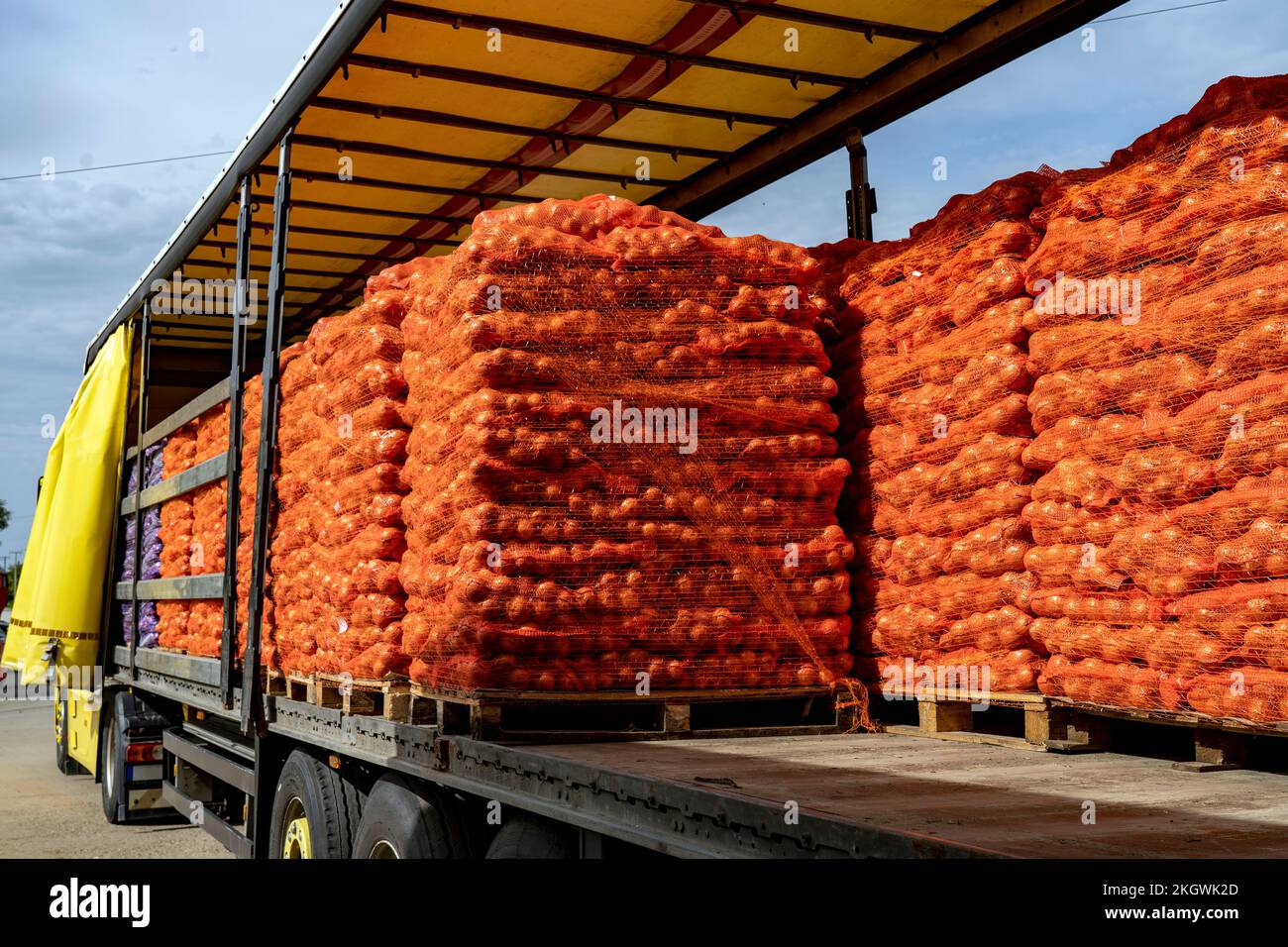 Onion Harvest Campaign 2022. Preparing Packages of Yellow Onion for