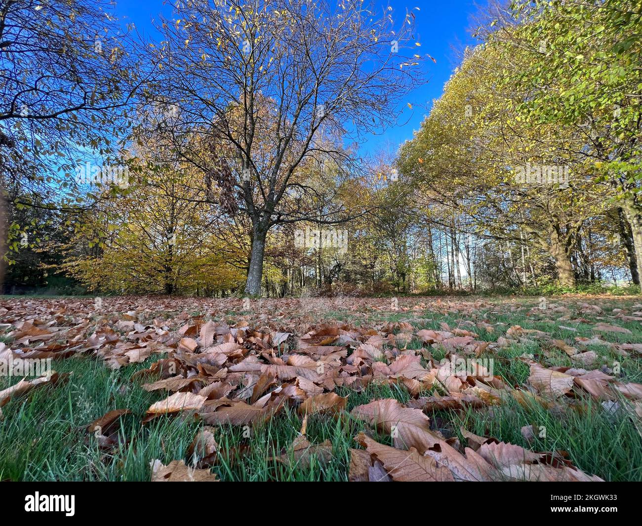 A low angle shot of the forest covered with trees and fallen yellow ...