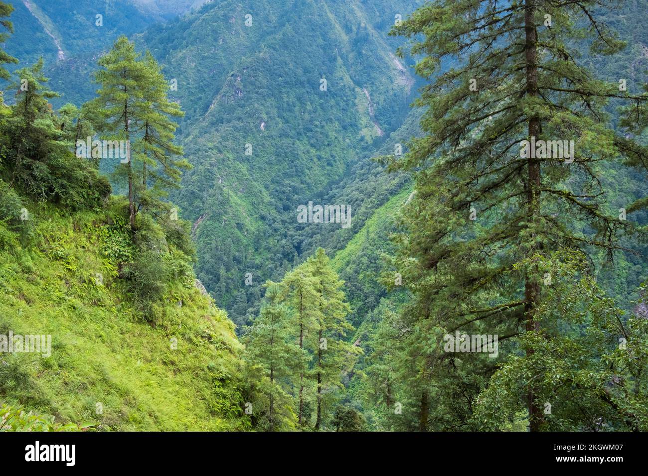 Mountain forest during the monsoon season. Langtang National Park ...