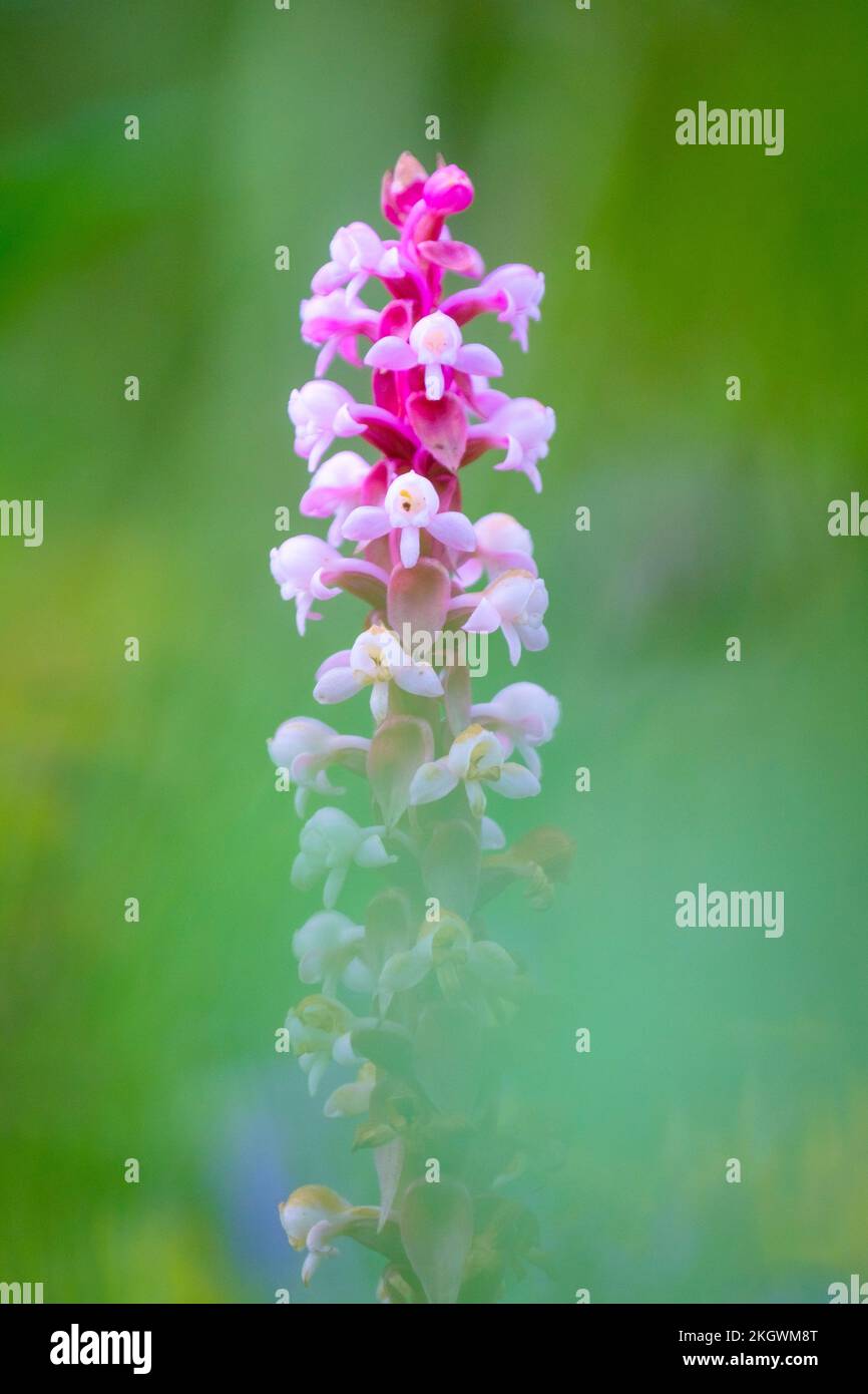 Inflorescence of Nepal Satyrium (Satyrium nepalense). Langtang National Park. Nepal. Stock Photo