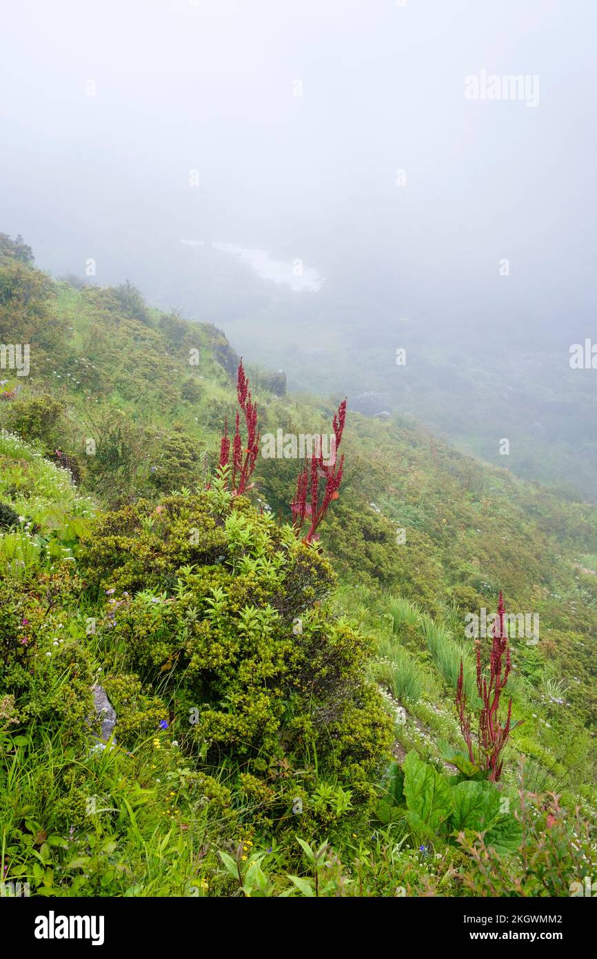 Himalayan rhubarb (Rheum australe) in wet alpine valley under the fog. Langtang National Park. Nepal. Stock Photo