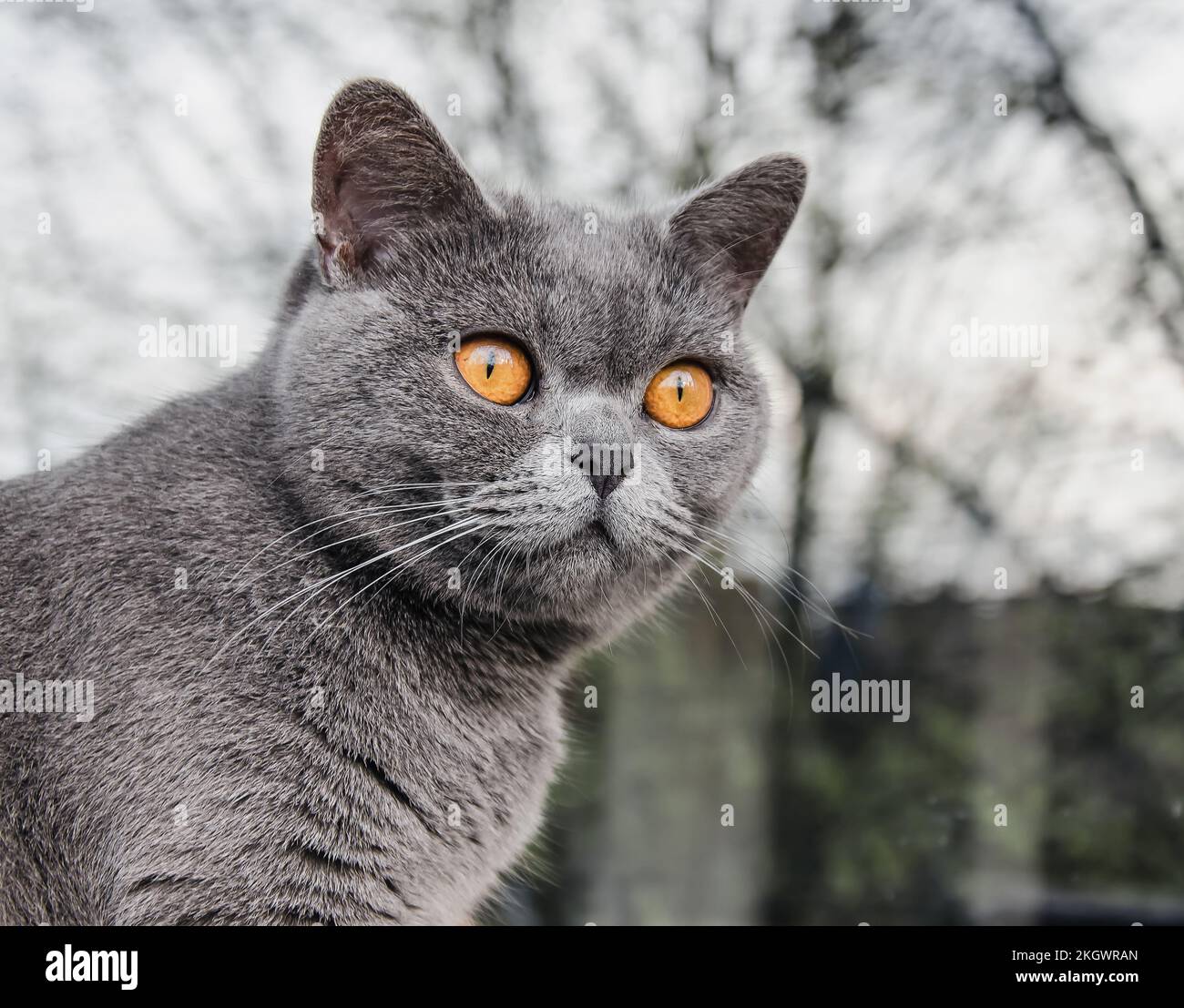 British shorthair cat, domestic cat, neutered cat Stock Photo