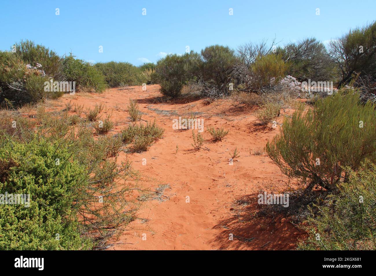 bush vegetation in australia Stock Photo Alamy