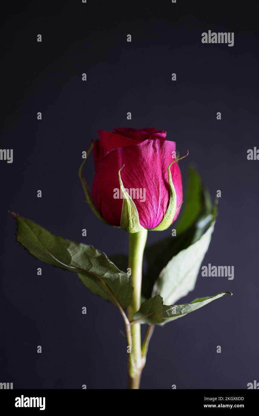 Close up of a red rose. Stock Photo