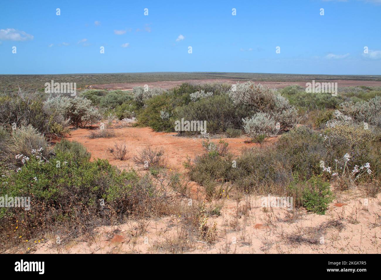 bush vegetation in australia Stock Photo Alamy