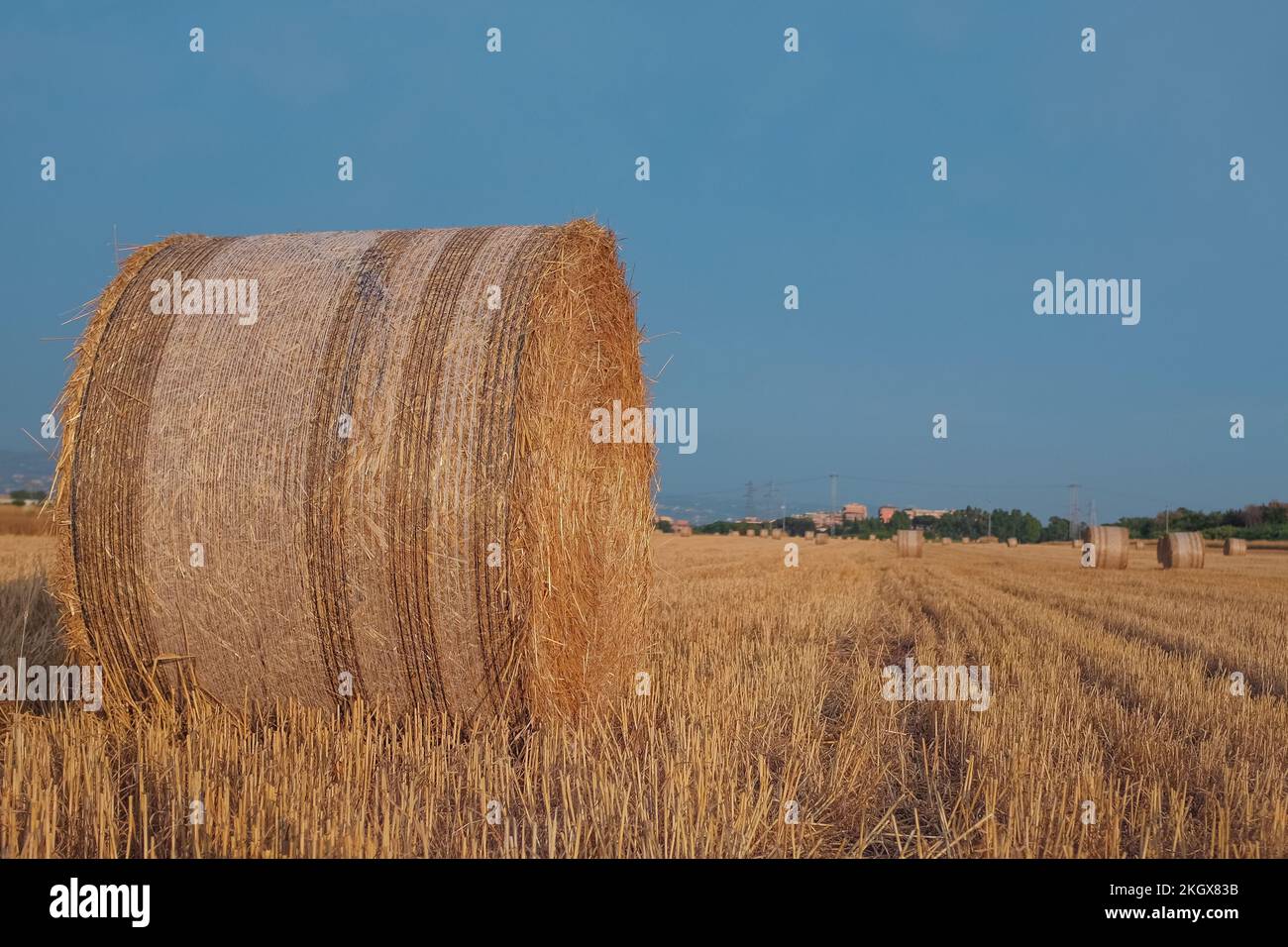 Golden hay bales on a field. Large round bundles to feed ruminant animals. Outdoor park in Rome, Italy. Agriculture, farm, and harvest background. Stock Photo