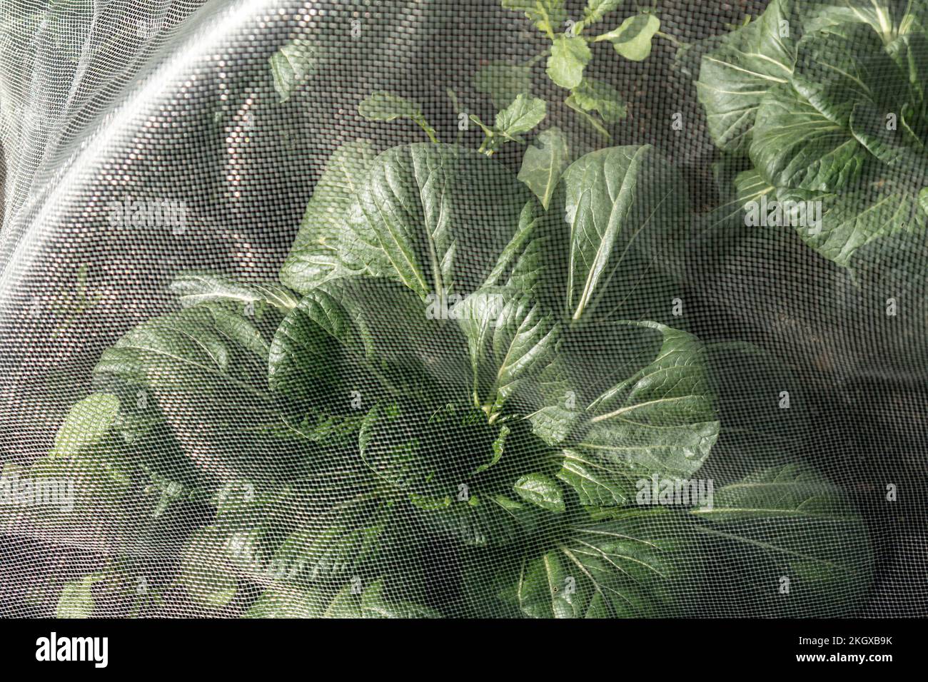 Pak Choi ‘Yuushou’ under anti-bug mesh net netting, Pak Choi an all year round vegetable, popular with its use in oriental stir-fries and salads. Stock Photo