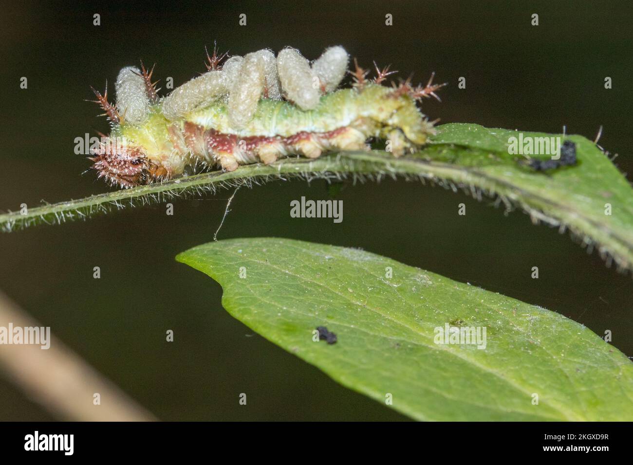 Parasitised White Admiral (Limenitis camilla) caterpillar with cocoons of wasp larvae recently emerged from its body. Sussex, UK. Stock Photo