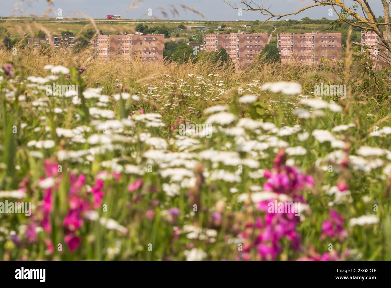 Whitehawk Estate from Whitehawk Hill. Brighton, Sussex, UK Stock Photo