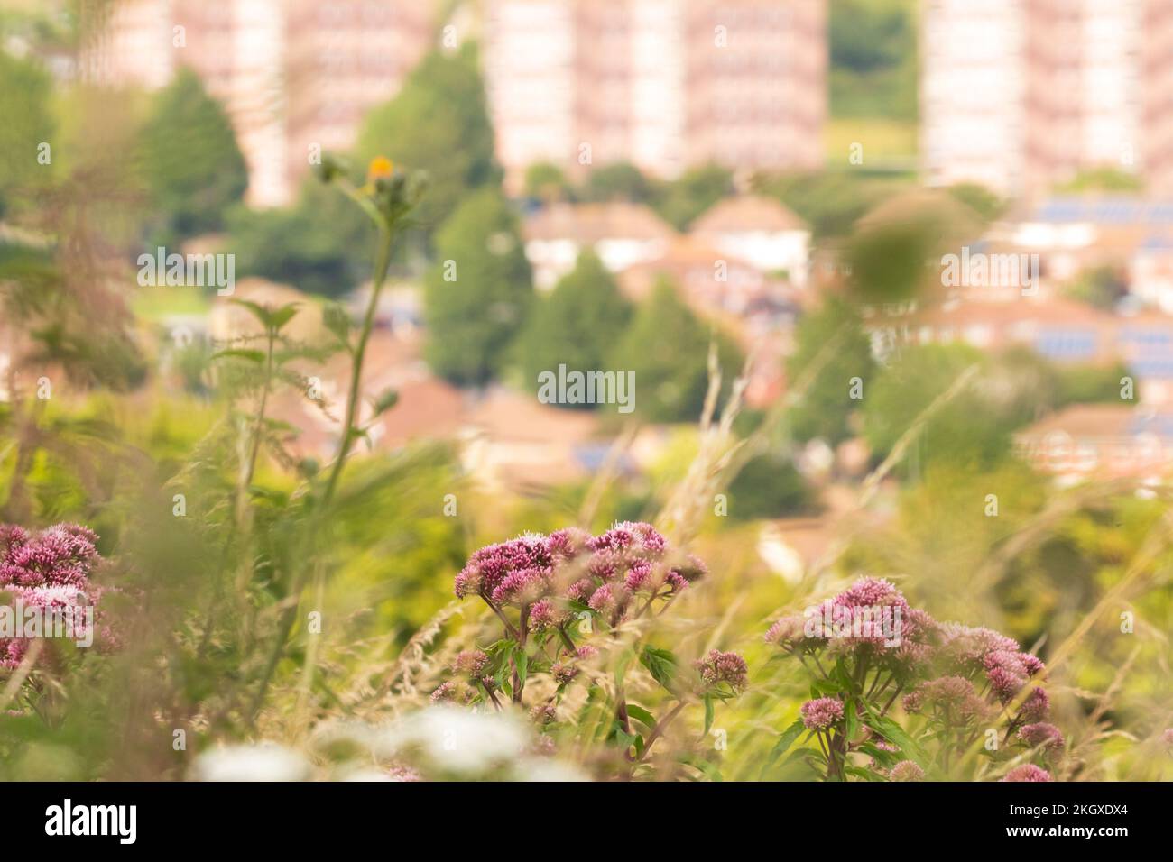 Whitehawk Estate from Whitehawk Hill. Brighton, Sussex, UK Stock Photo