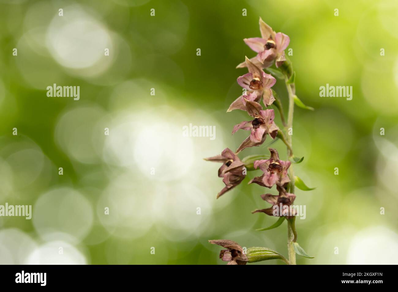 Broad-leaved Helleborine (Epipactis helleborine) orchid in woodland. West Sussex, UK. Stock Photo