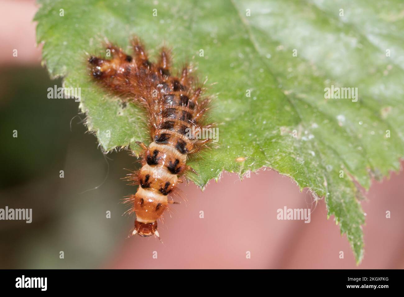 Drilus flavescens beetle larva. Sussex, UK Stock Photo Alamy