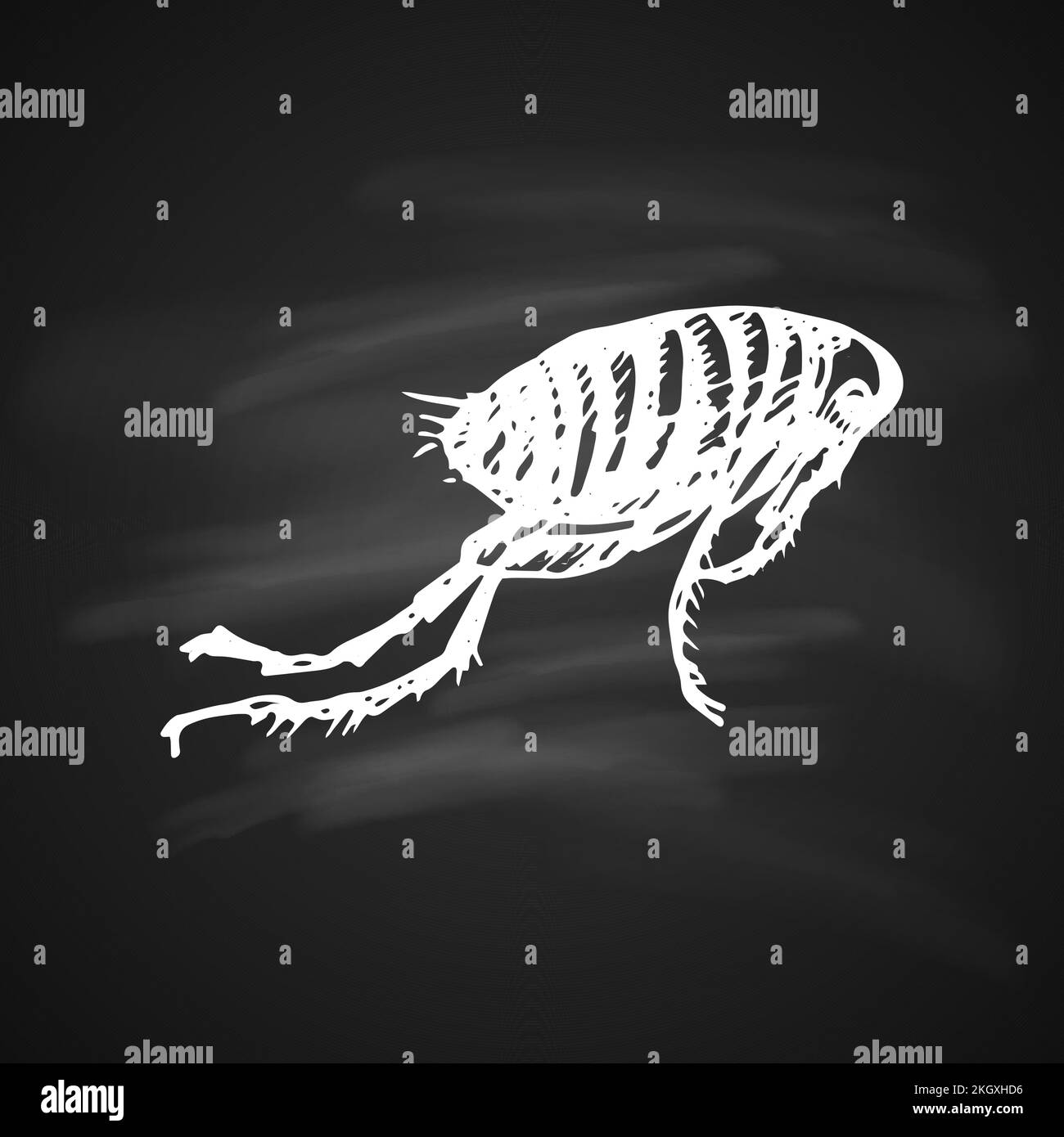 Chalkboard Illustrations of Black Fleas Icon. Isolated Silhouette on a Black Background Stock Vector