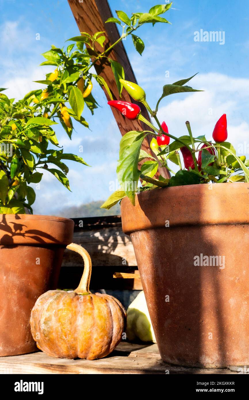 Chillies ‘Pyramid’ and ‘Lemonella’ potted on a well lit traditional wooden greenhouse shelf, with autumnal squash as a rustic horticultural and colourful display. Surrey UK Stock Photo