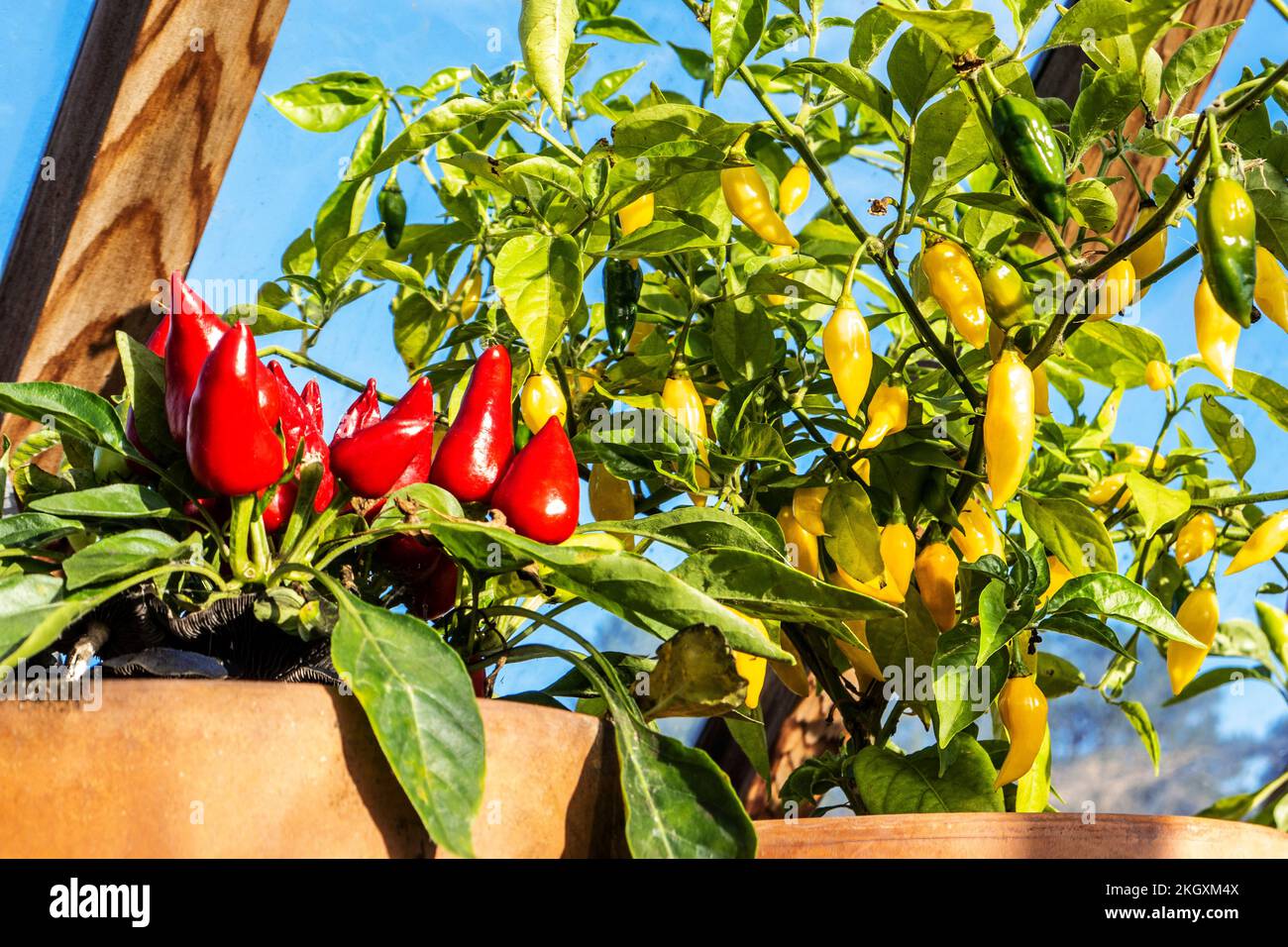 Chillies ‘Pyramid’ and ‘Lemonella’ potted on a well lit traditional wooden greenhouse shelf by a window, as a rustic horticultural and colourful display. Surrey UK Stock Photo