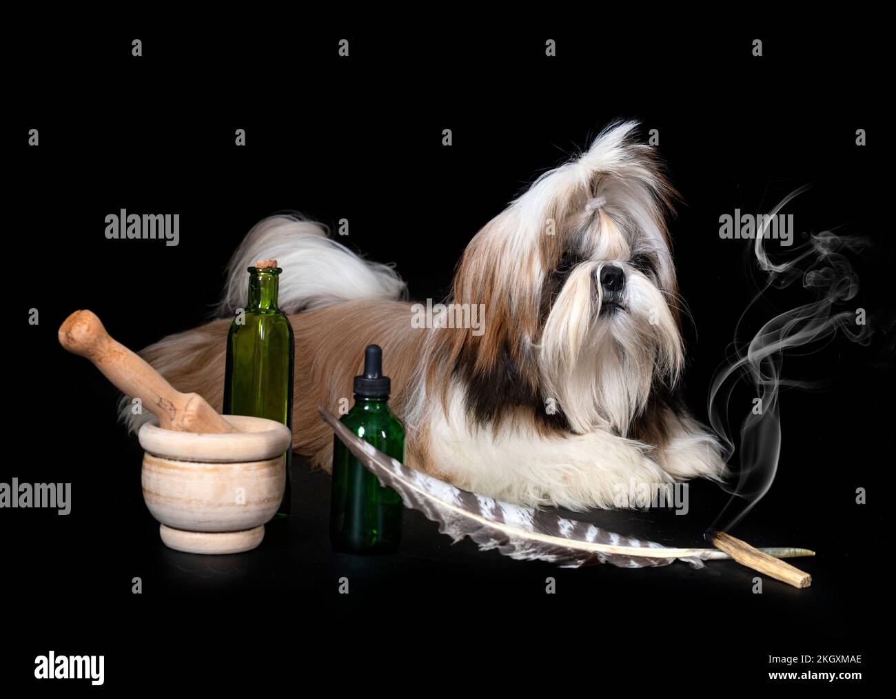 shih tzu in front of black background Stock Photo - Alamy