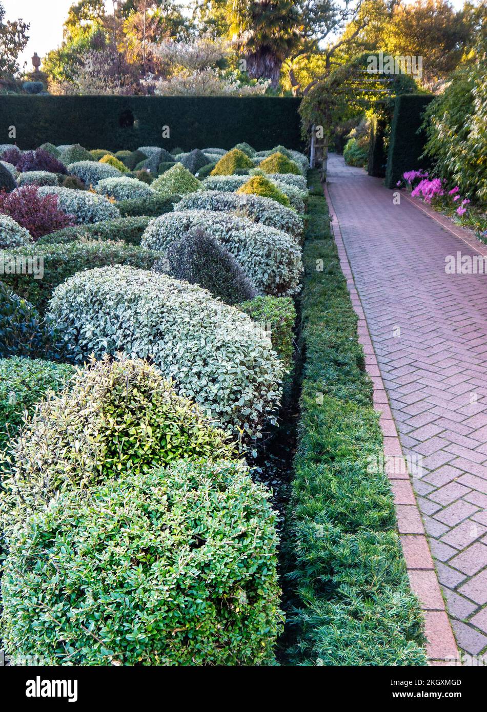 RHS Wisley Knot garden parterre with box hedging  an attractive neat tended designed walled garden in autumn colour Surrey UK Stock Photo