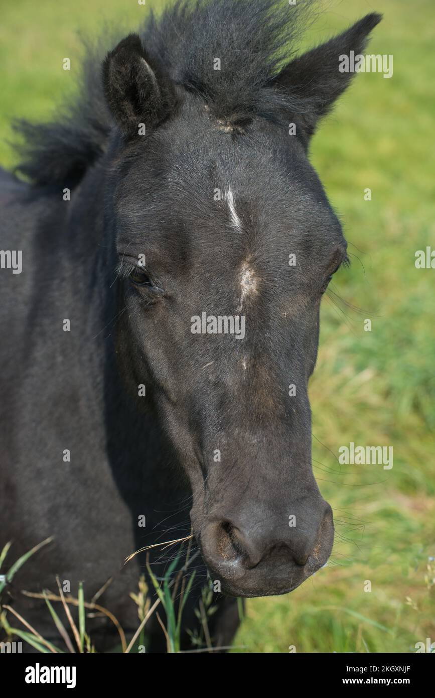 A black wild pony on Framton Marsh, Lincolnshire, England Stock Photo