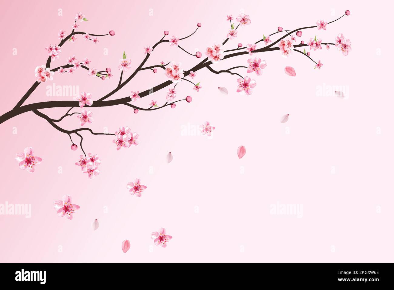 Realistic cherry blossom branch. Pink Sakura flower falling. Sakura