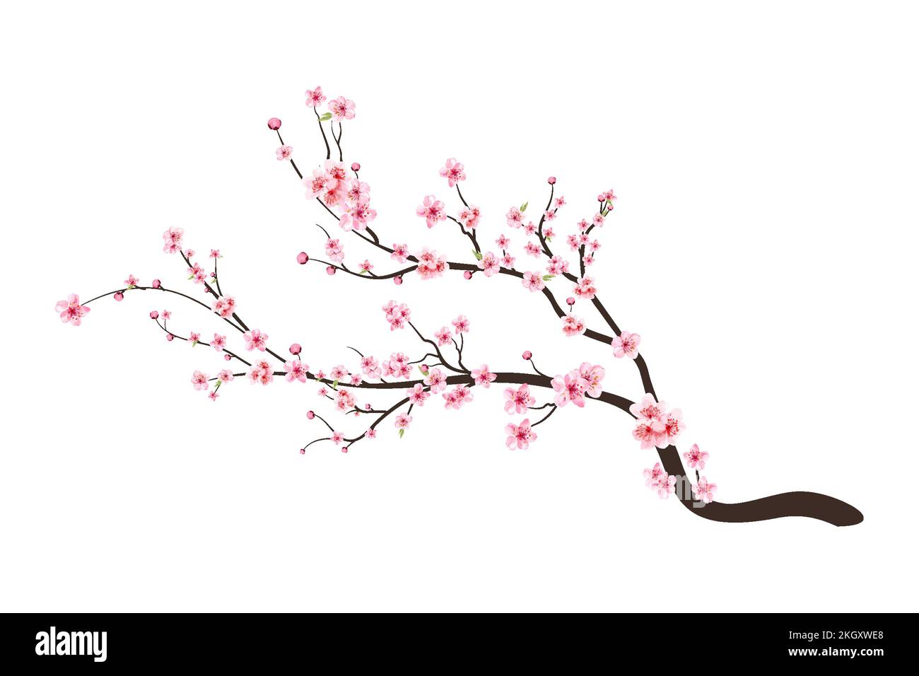 Cherry blossom flower blooming vector. Pink sakura flower background ...