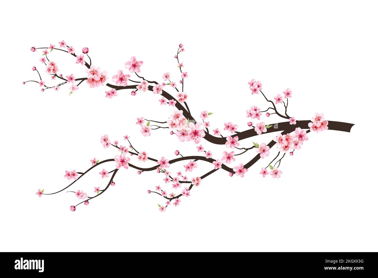 Cherry blossom branch with sakura flower. Sakura on white background ...