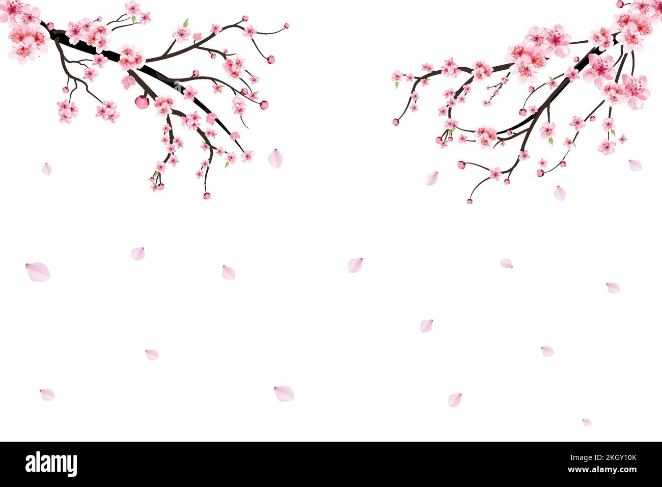 Realistic watercolor cherry flower vector. Cherry blossom branch with ...